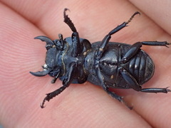 Dorcus parallelipipedus