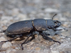 Dorcus parallelipipedus
