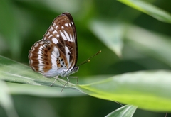 Limenitis sulpitia