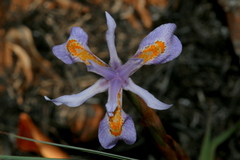 Moraea stricta