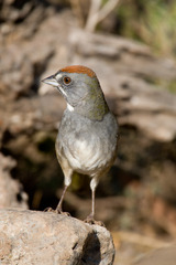 Green-Tailed Towhee photo 4