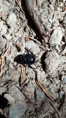 Geotrupidae