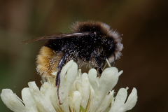 Bombus lapidarius