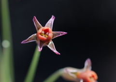 Tulbaghia acutiloba