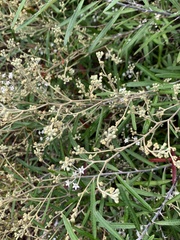 Astrotricha longifolia