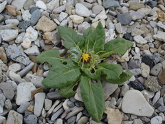 Senecio pseudoarnica