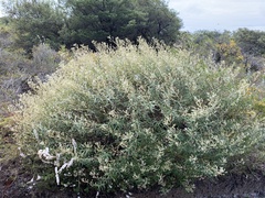 Astrotricha longifolia