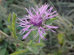 Centaurea