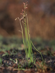 Tulbaghia acutiloba