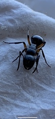 Polyrhachis femorata