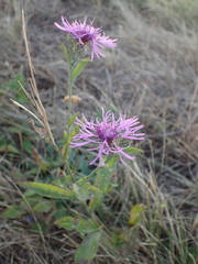 Centaurea
