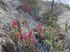 Rumex vesicarius