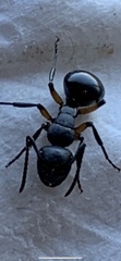 Polyrhachis femorata