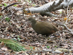 Gallirallus sylvestris