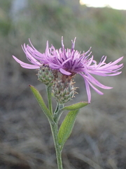 Centaurea