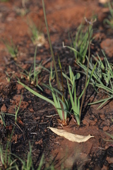 Tulbaghia acutiloba