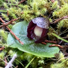 Corybas incurvus