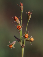 Tulbaghia acutiloba