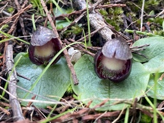 Corybas incurvus