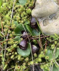 Corybas incurvus