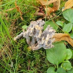 Clavulina cinerea