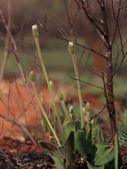 Gerbera viridifolia
