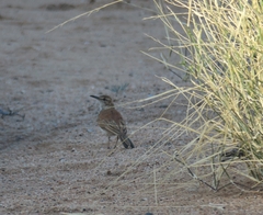 Certhilauda subcoronata