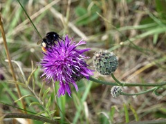 Bombus lapidarius