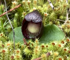 Corybas incurvus