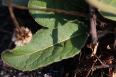 Gerbera viridifolia