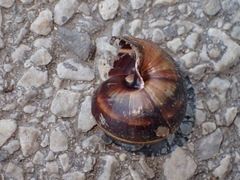 Helix lucorum