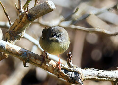 Sericornis frontalis