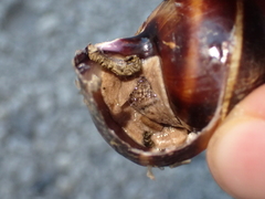Helix lucorum