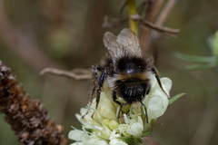 Bombus
