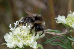 Bombus