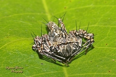 Hamadruas signifera