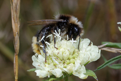 Bombus