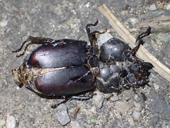 Lucanus cervus