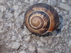 Helix lucorum