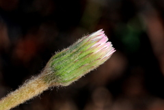 Gerbera viridifolia