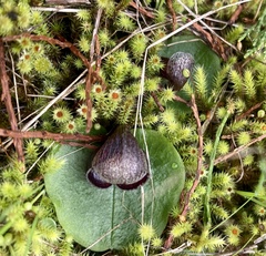Corybas incurvus