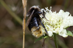 Bombus