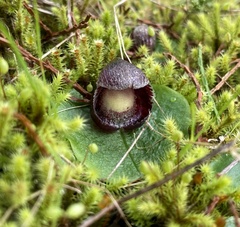 Corybas incurvus