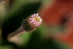 Gerbera viridifolia
