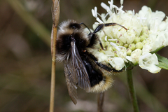 Bombus