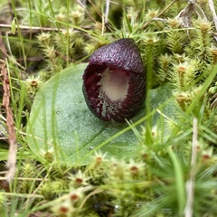 Corybas incurvus