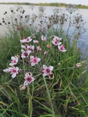 Butomus umbellatus
