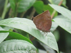 Arhopala centaurus