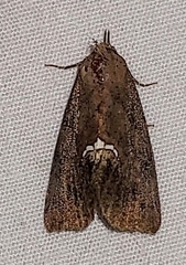 Hypsoropha hormos