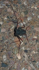 Paraphrynus carolynae